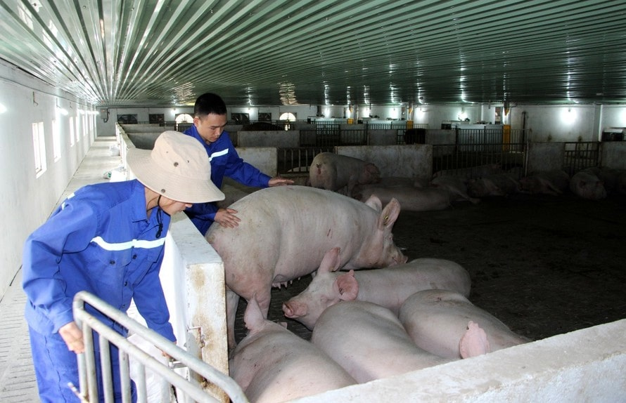 CỬA HÀNG THUỐC THÚ Y KIM LIÊN