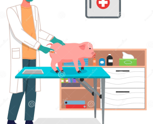 Phác Đồ Trị Tiêu Chảy Heo Con Theo Từng Giai Đoạn Bệnh