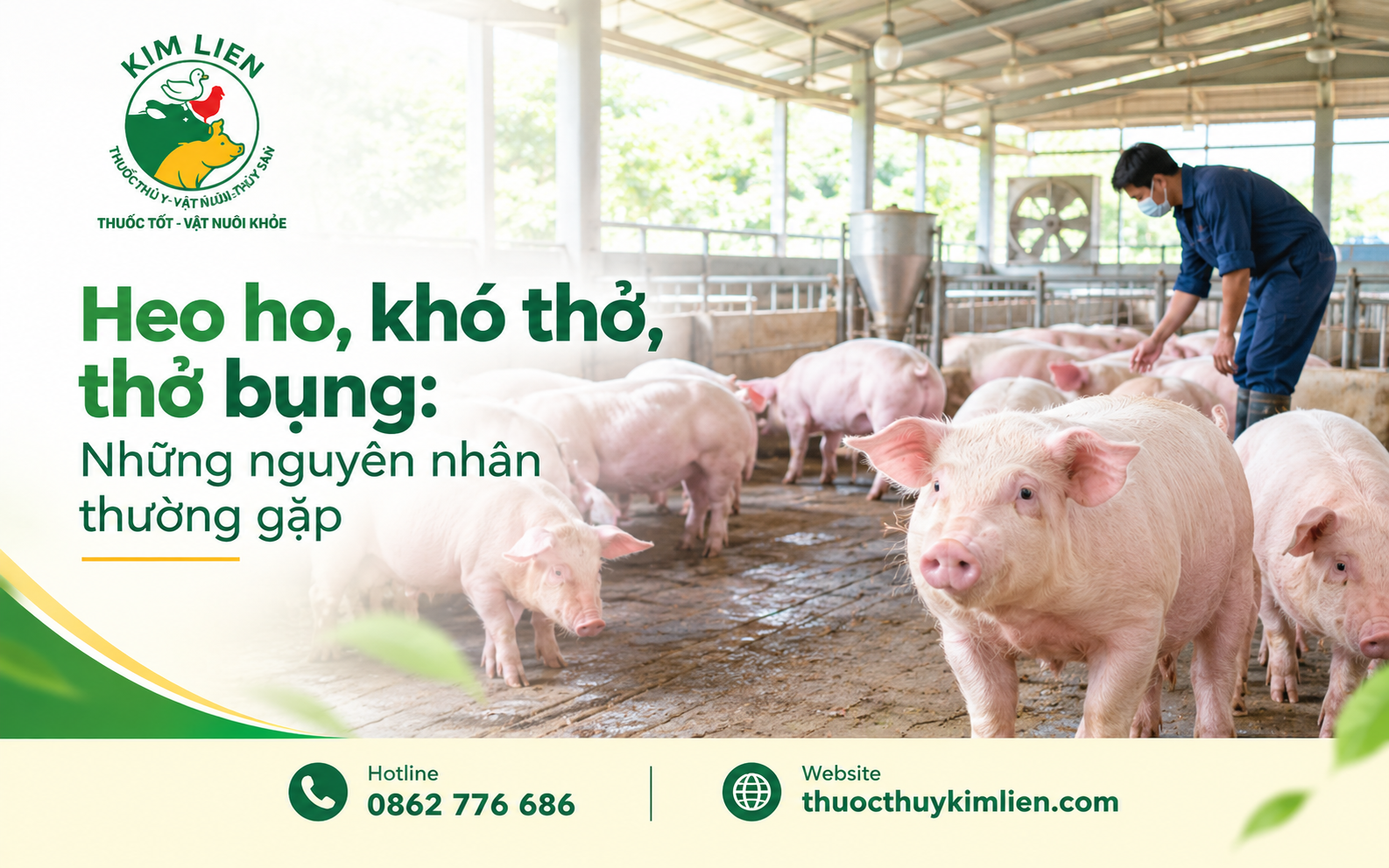 Môi trường chuồng nuôi, thông thoáng và sức khỏe đàn đều ảnh hưởng đến nguy cơ bệnh hô hấp