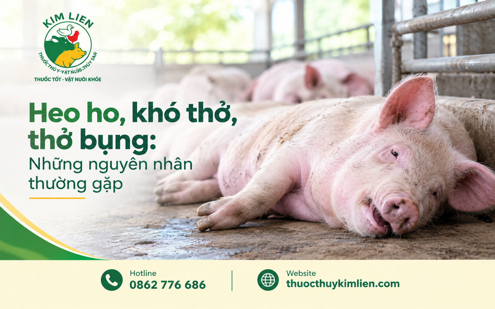 Ho, khó thở ở heo có thể liên quan đến nhiều nguyên nhân hô hấp khác nhau.