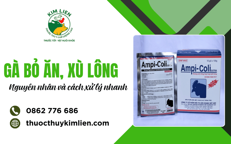 Gà bỏ ăn xù lông