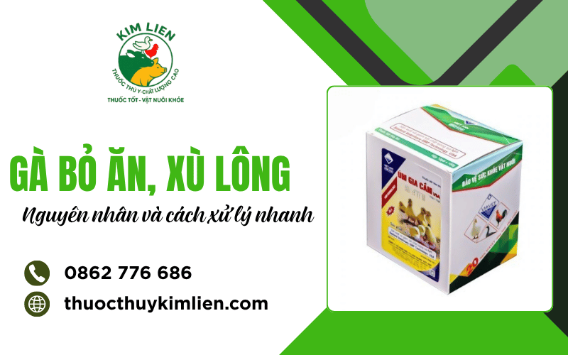 Gà bỏ ăn xù lông