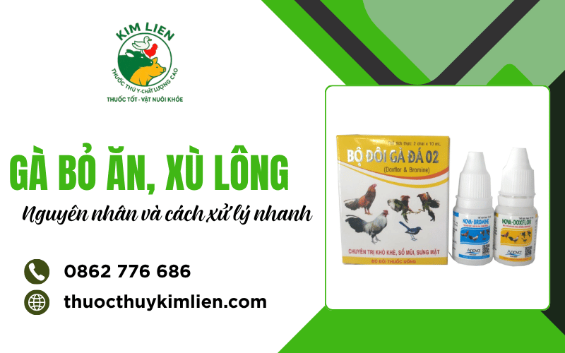Gà bỏ ăn xù lông