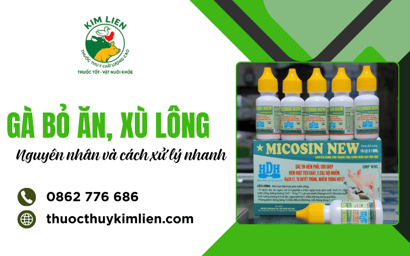 Gà bỏ ăn xù lông