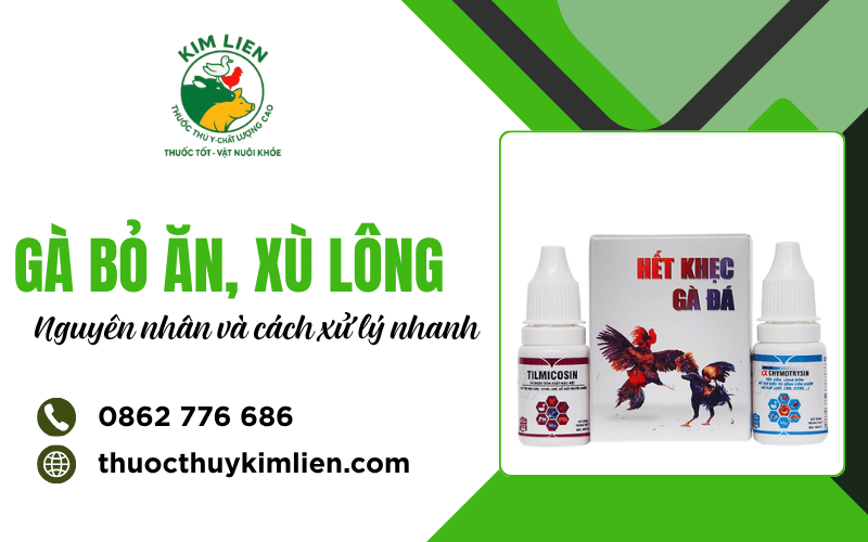 Gà bỏ ăn xù lông